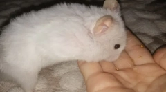 Како да се скроти хрчак на рака